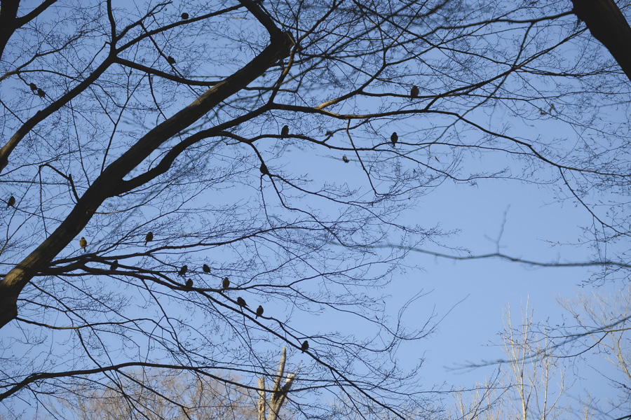 カワラヒワの群れ_井の頭公園