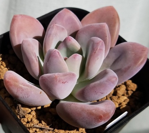 【サービス品@980〜】オパリナ(錦ふくむ) オパリナ,オパリナ通販,パキベリア属,パキベリアのオパリナ通販