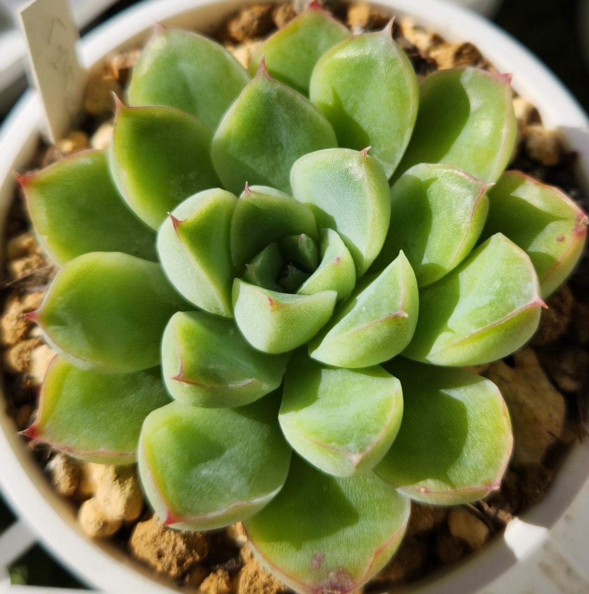 多肉植物 ハオルヤ 【公式通販】