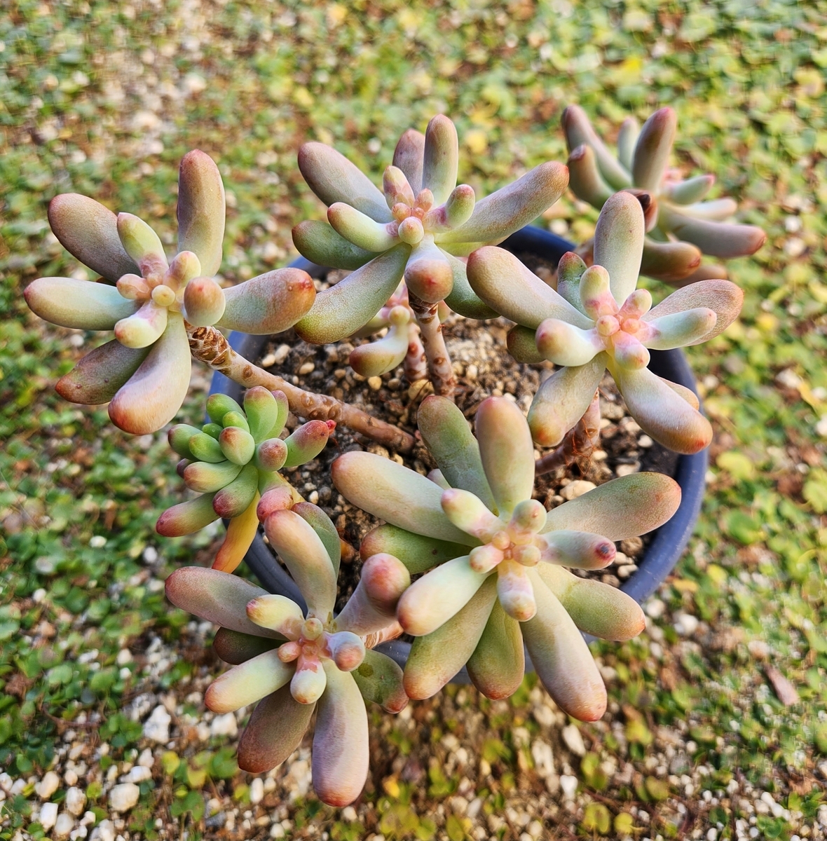 多肉植物 つぶつぶ 系まとめ売り 7種 つぶつぶ多肉いろいろ。 春の多肉