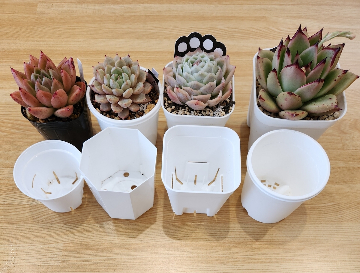 Top【選抜株】多肉植物　15427 ディープ　フォレスト36個 鉢無し/脱土 プレステラ75と色々な鉢 - 妻の多肉と庭いじり