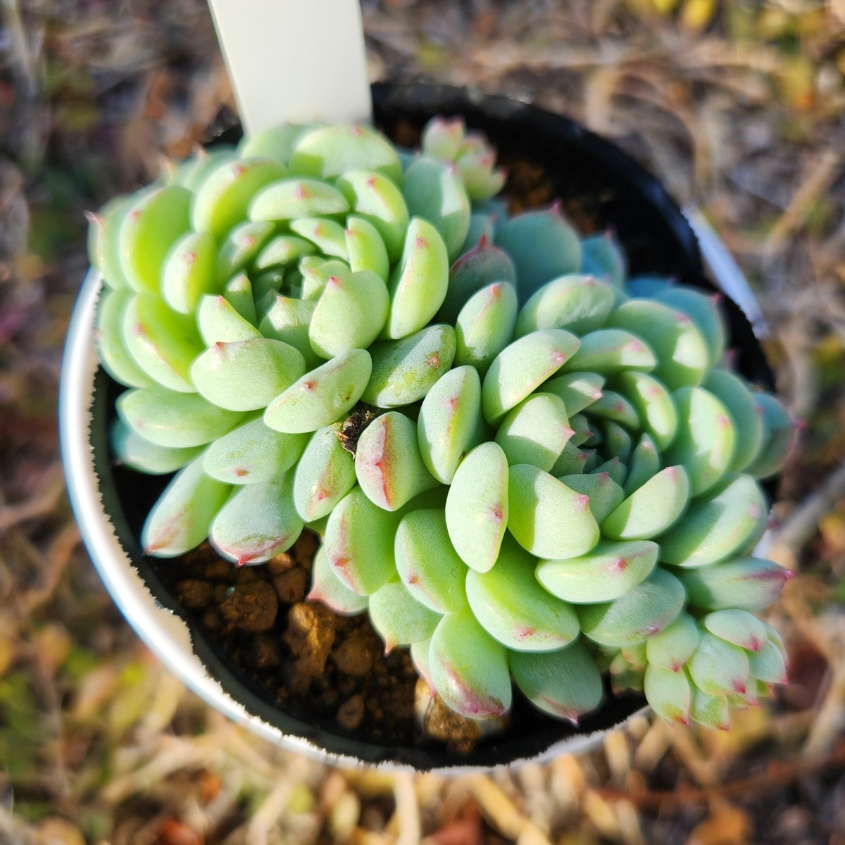多肉植物　抜き苗　ぷくぷく　ピンクラバー　エレン 多肉植物 抜き苗 ぷくぷく ピンクラバー エレン
