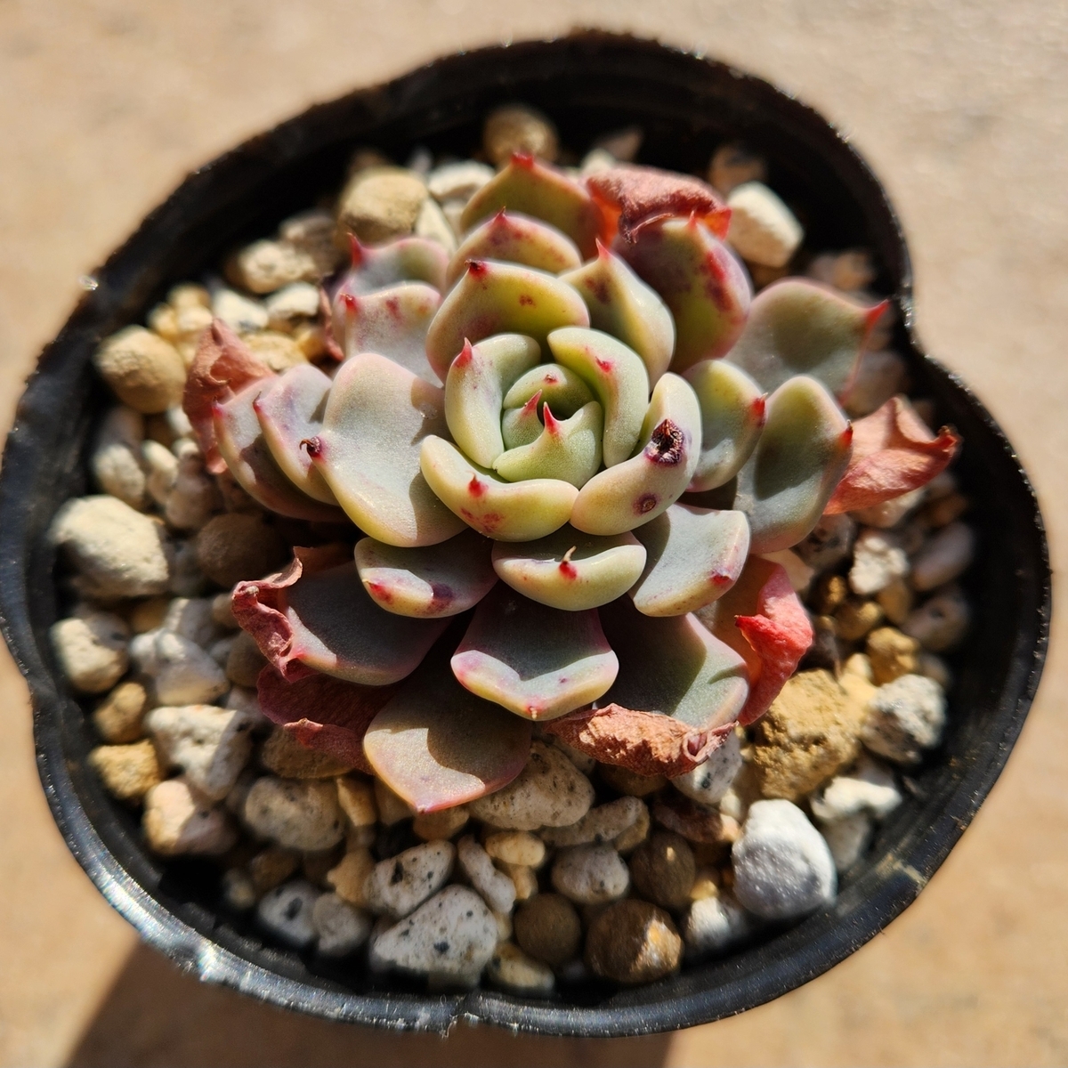 2025年多肉狩り：その2 - 妻の多肉と庭いじり