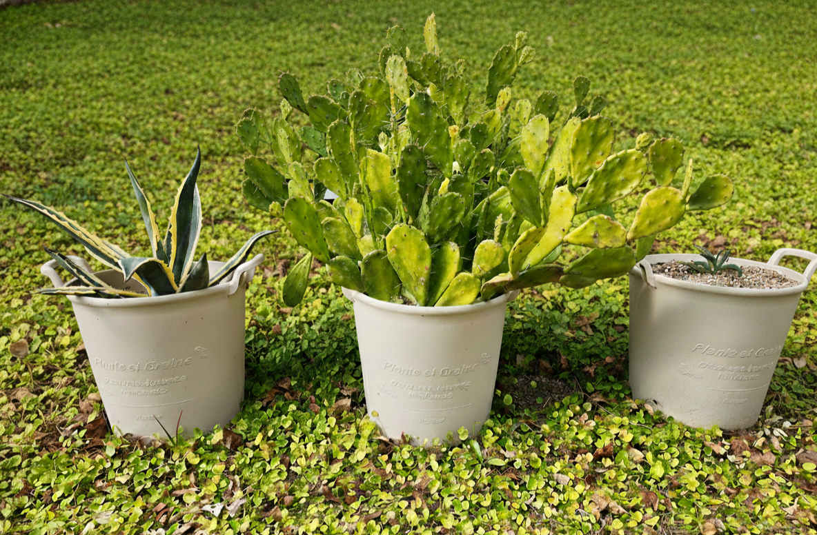 華厳を大きい鉢に植える - 妻の多肉と庭いじり