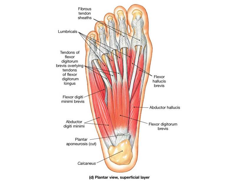 f:id:tumh-step:20170114135353j:plain f:id:tumh-step:20170114135353j:plain