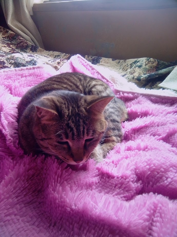 f:id:tumitate03:20210325122312j:plain