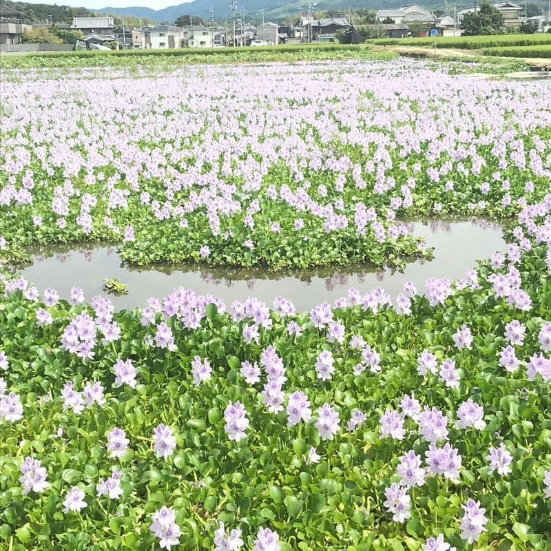 ホテイアオイ畑の水溜まり