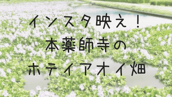 インスタ映え!本薬師寺のホテイアオイ畑