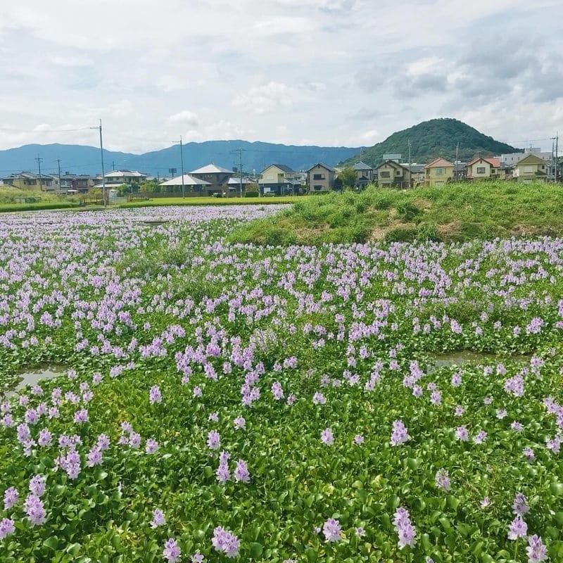 ホテイアオイ畑から臨む畝傍山