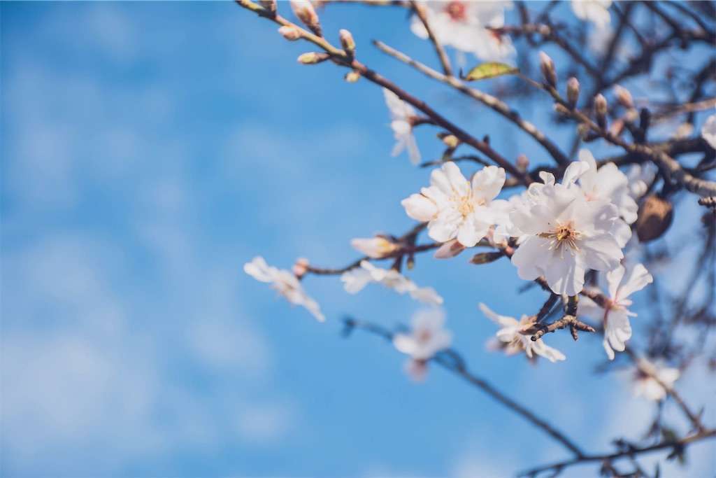 f:id:tumuji2:20190401173352j:image f:id:tumuji2:20190401173352j:image
