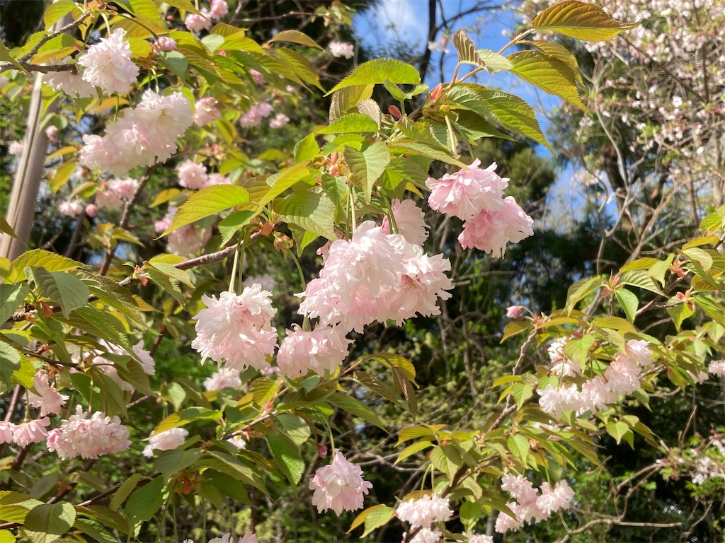 f:id:tumumix:20230408161701j:image f:id:tumumix:20230408161701j:image