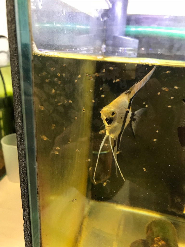 f:id:tunako2018:20180207085536j:image f:id:tunako2018:20180207085536j:image