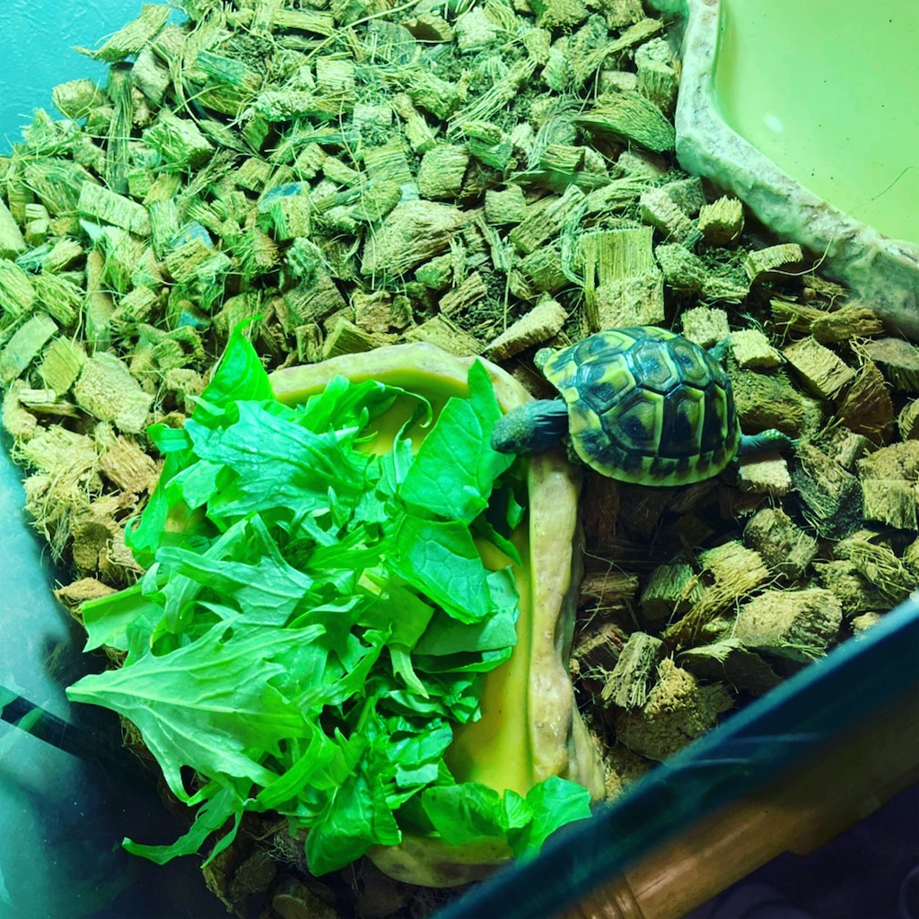 リクガメとは 動植物の人気 最新記事を集めました はてな