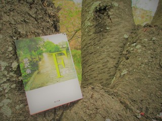 鷺沢萠『F 落第生』-人生は苦痛。それでも- - 小さなツナの缶詰。齧る。