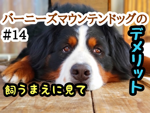 f:id:tune1014:20240921090251j:image f:id:tune1014:20240921090251j:image