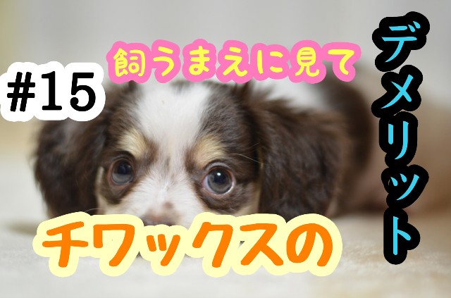 f:id:tune1014:20240927082514j:image f:id:tune1014:20240927082514j:image