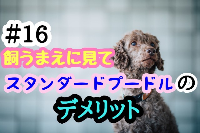 f:id:tune1014:20240928051727j:image