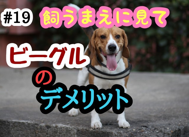 f:id:tune1014:20241003062841j:image