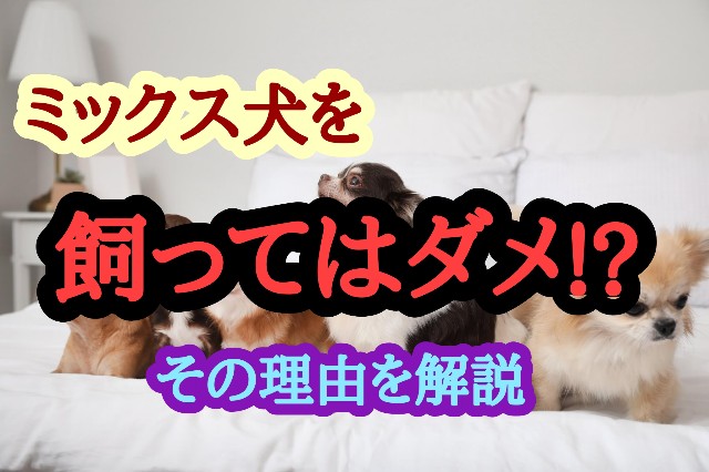 f:id:tune1014:20241006055726j:image f:id:tune1014:20241006055726j:image