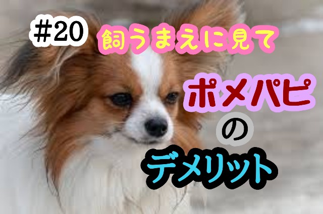 f:id:tune1014:20241008062026j:image