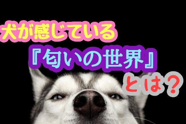 f:id:tune1014:20250524163425j:image f:id:tune1014:20250524163425j:image