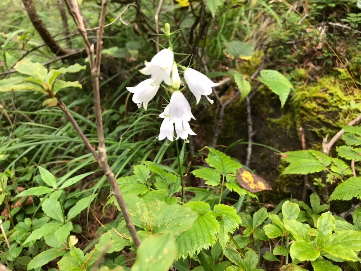 f:id:tuohShout:20200917002427j:plain f:id:tuohShout:20200917002427j:plain