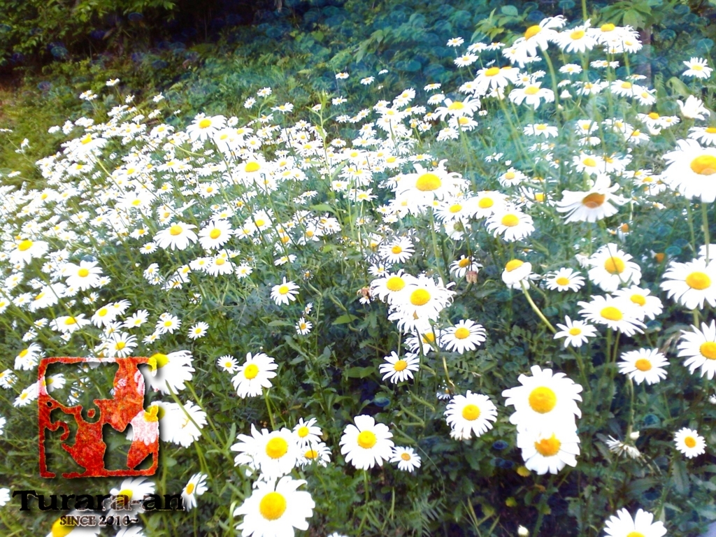 f:id:turara_an755:20170529223947j:plain