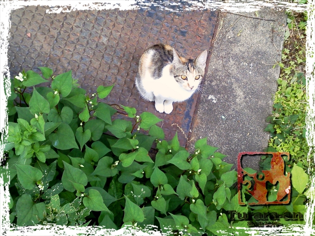 f:id:turara_an755:20170530235045j:plain