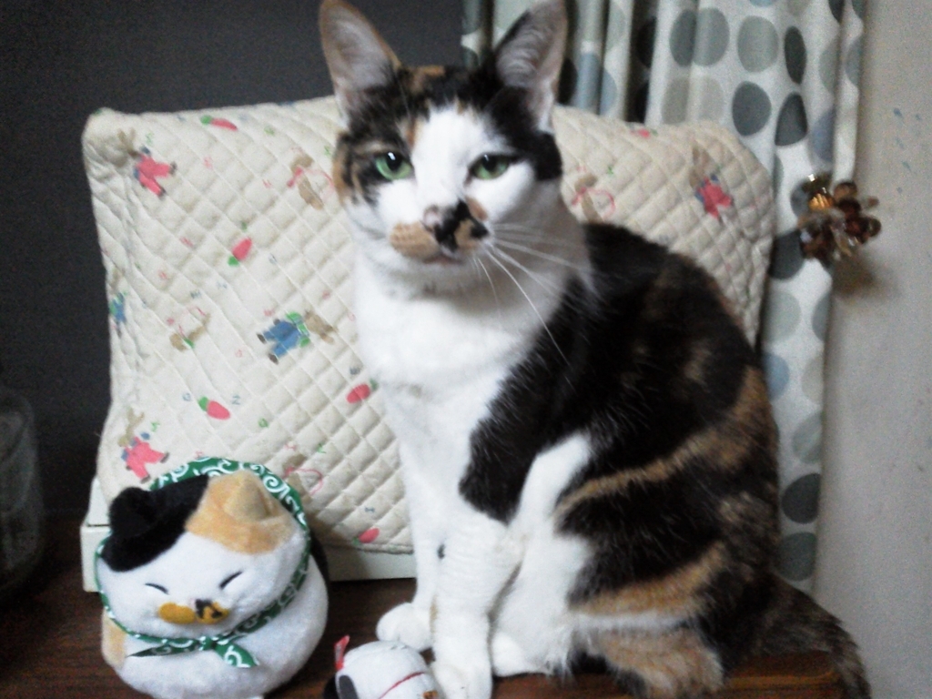 f:id:turara_an755:20170731223242j:plain