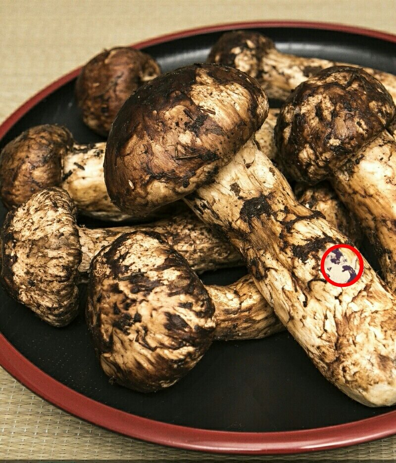 f:id:turara_an755:20180209225347j:plain f:id:turara_an755:20180209225347j:plain