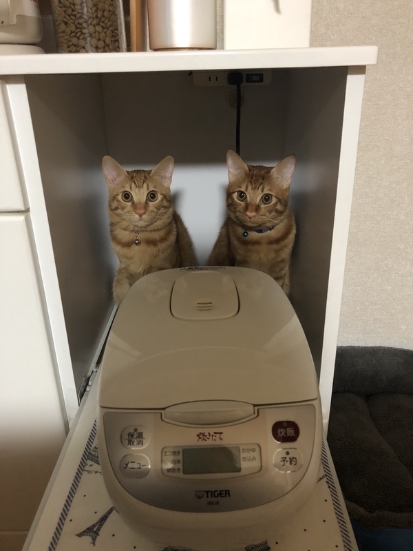 f:id:tureneko:20190613122301j:plain f:id:tureneko:20190613122301j:plain