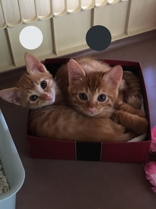 f:id:tureneko:20190613130353j:plain f:id:tureneko:20190613130353j:plain