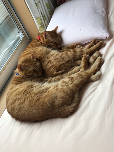 f:id:tureneko:20190613134109j:plain f:id:tureneko:20190613134109j:plain
