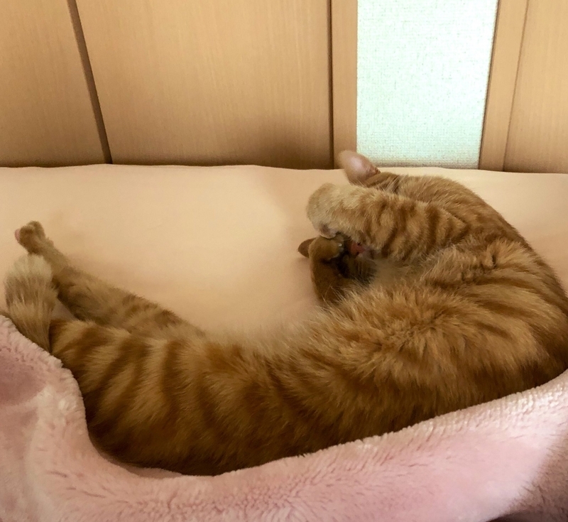 f:id:tureneko:20190613172148j:plain f:id:tureneko:20190613172148j:plain