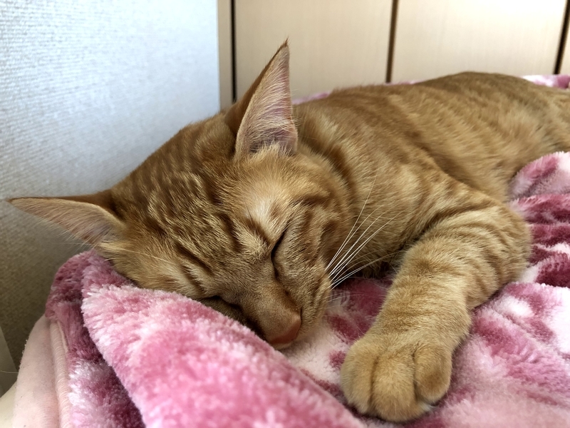 f:id:tureneko:20190616194804j:plain f:id:tureneko:20190616194804j:plain