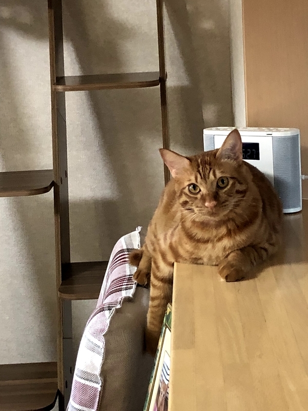 f:id:tureneko:20190622195952j:plain f:id:tureneko:20190622195952j:plain