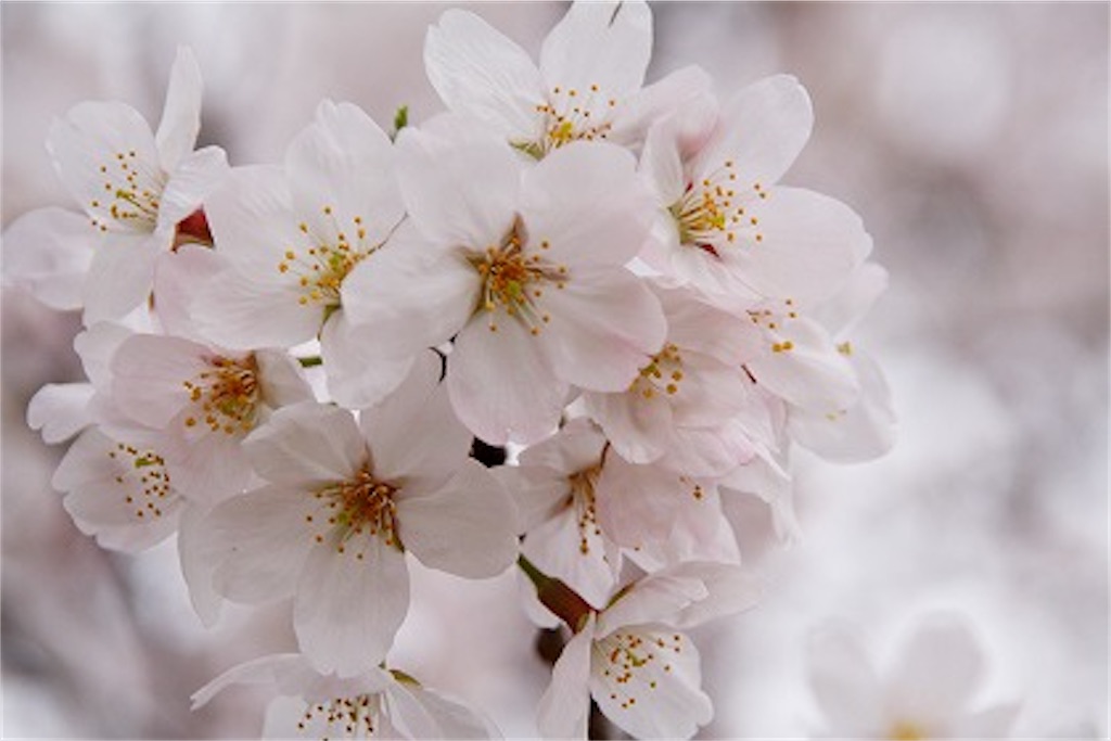 f:id:tureture30:20210319062040j:image