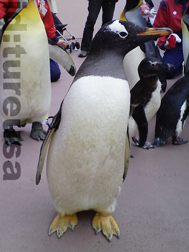 f:id:tureusa:20081201172045j:image:h300 f:id:tureusa:20081201172045j:image:h300