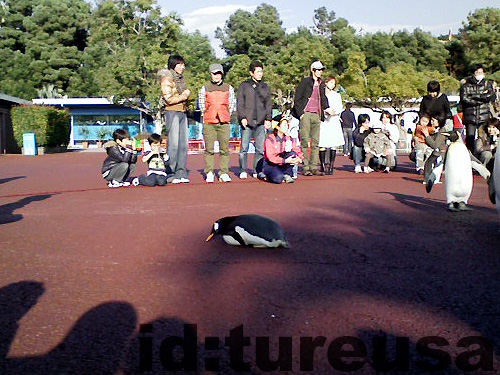 f:id:tureusa:20081201172047j:image:w300 f:id:tureusa:20081201172047j:image:w300