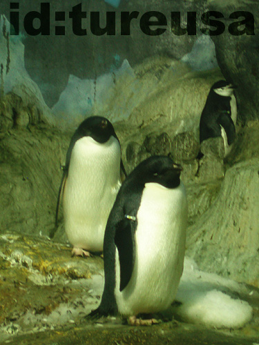 f:id:tureusa:20081205173820j:image:h300 f:id:tureusa:20081205173820j:image:h300