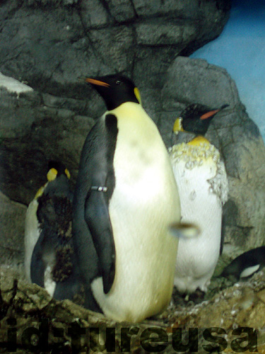 f:id:tureusa:20081205173822j:image:h300 f:id:tureusa:20081205173822j:image:h300