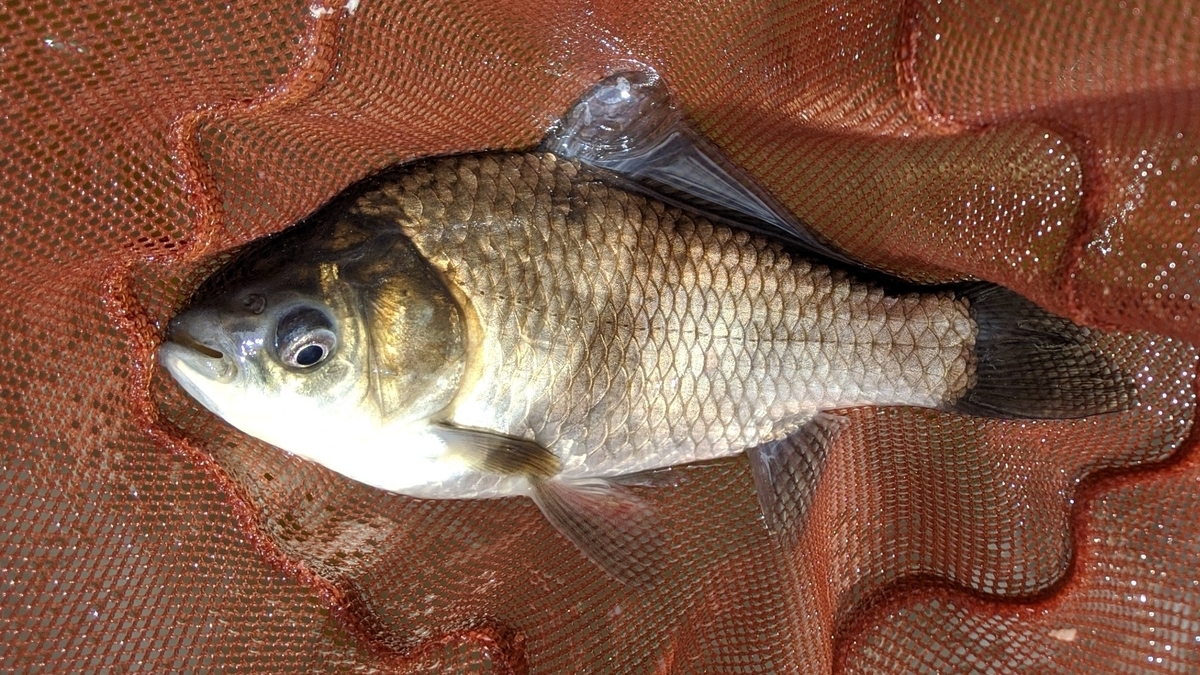 f:id:turibakapapa:20200710221816j:plain