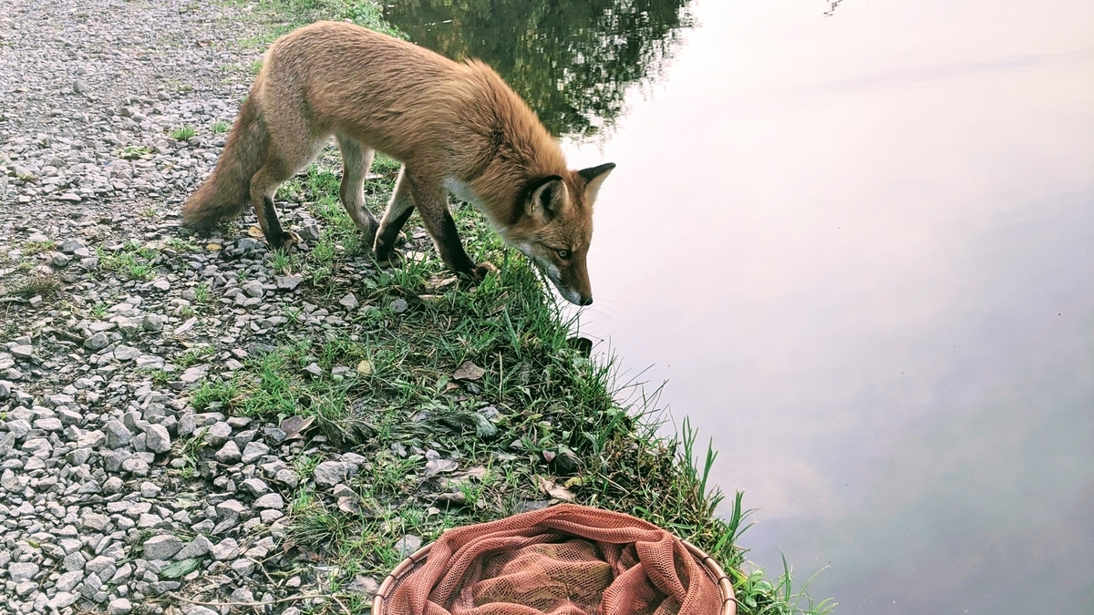 f:id:turibakapapa:20201022224907j:plain