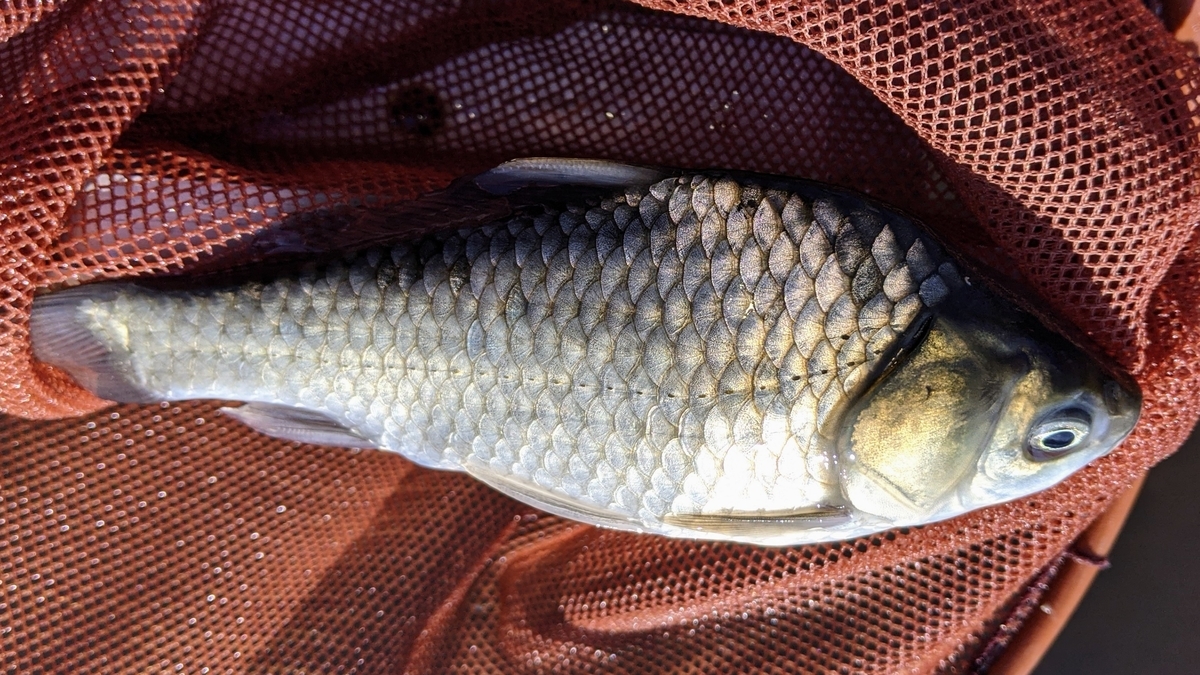 f:id:turibakapapa:20201112164001j:plain