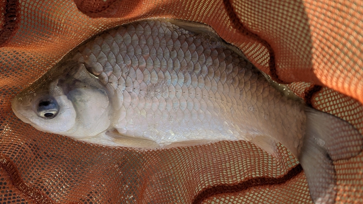 f:id:turibakapapa:20210423221319j:plain