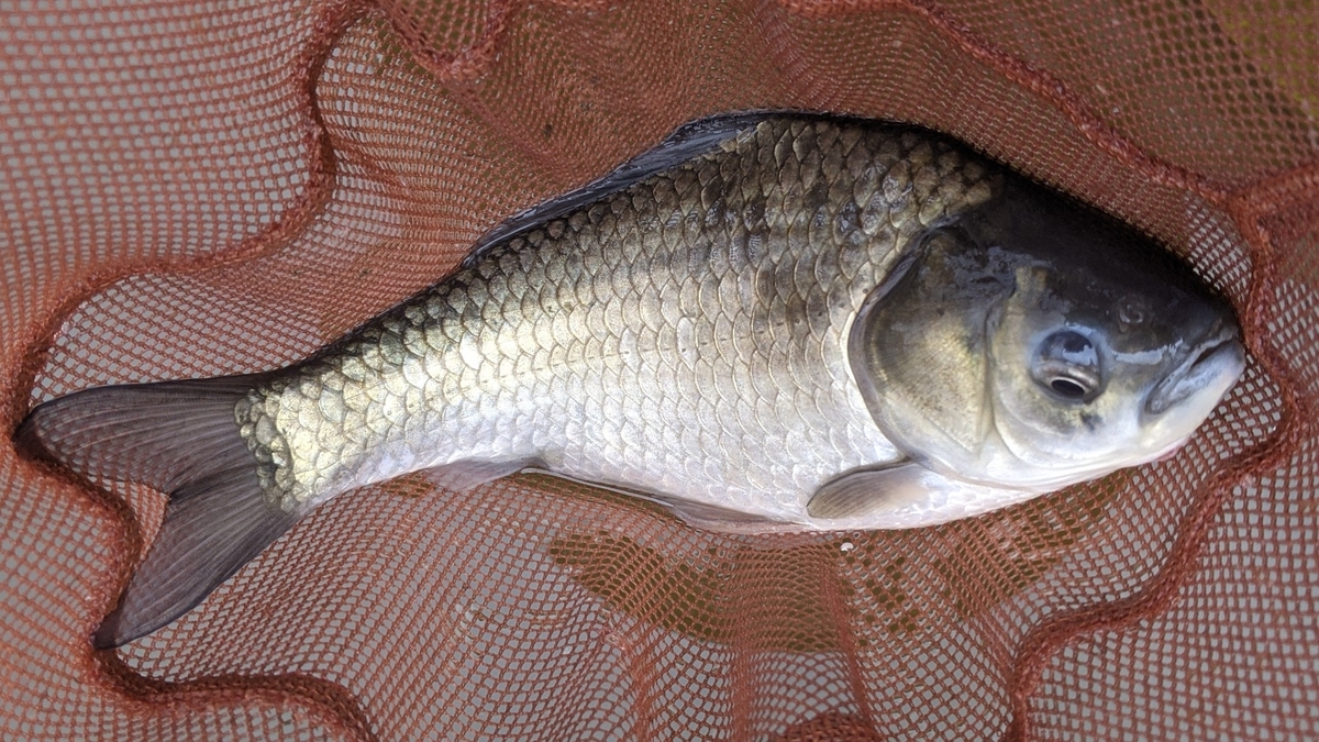 f:id:turibakapapa:20210513180216j:plain