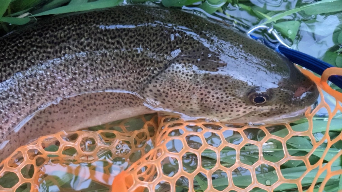 北海道旭川市 市内の川でまたまたイトウちゃんを釣る とーちゃん子育てと釣り日記