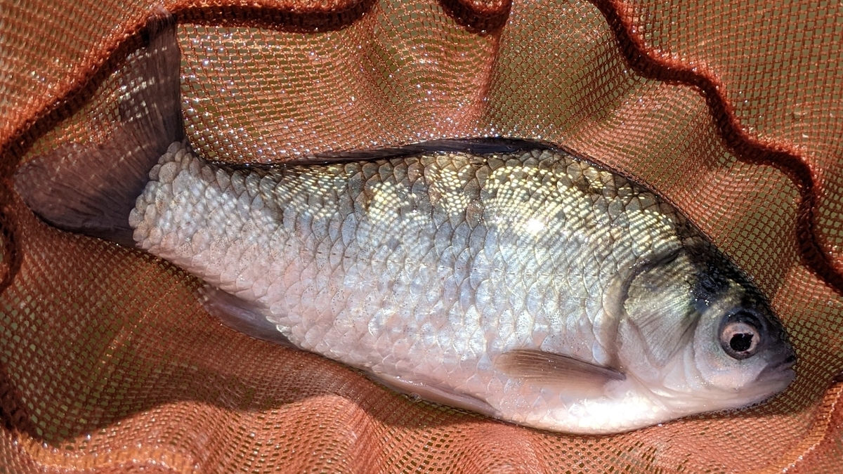 f:id:turibakapapa:20210831200549j:plain