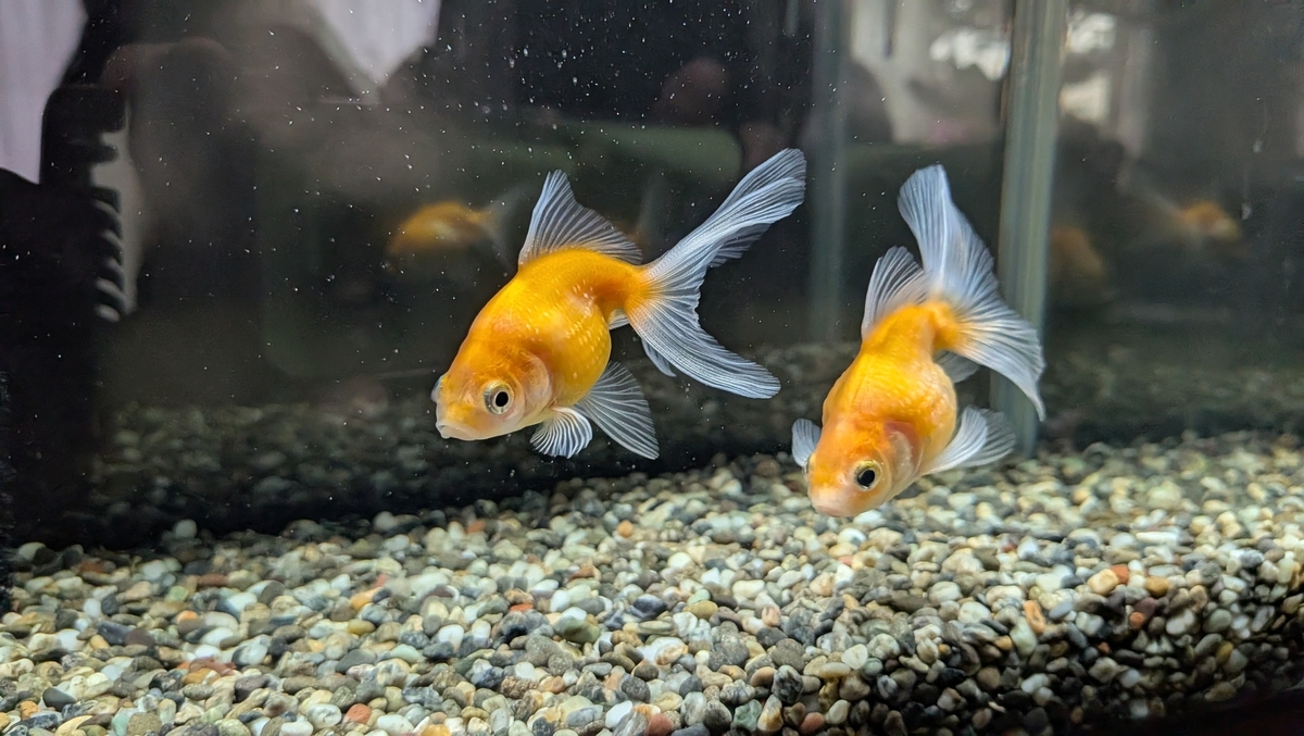 息子の金魚、パールスケールは1ヶ月ちょっとたちましたがどれくらい 