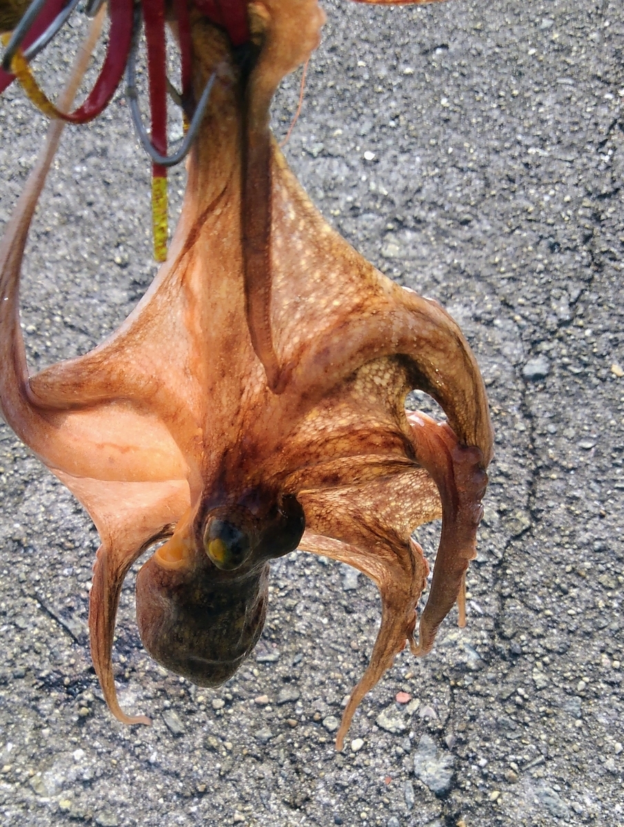 f:id:turibocci:20190803213558j:plain f:id:turibocci:20190803213558j:plain